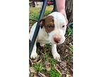 West, American Pit Bull Terrier For Adoption In Plymouth, Massachusetts