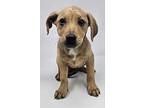 Atlanta, Labrador Retriever For Adoption In New York, New York