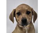 Anaheim *foster Needed*, Labrador Retriever For Adoption In New York, New York