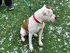 Maple, American Pit Bull Terrier For Adoption In Downers Grove, Illinois