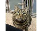 Bailey, Domestic Shorthair For Adoption In Philadelphia, Pennsylvania