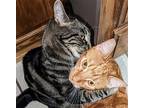 Milo And Tiger, Domestic Shorthair For Adoption In Los Angeles, California