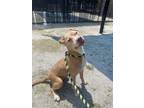 Quinn, American Pit Bull Terrier For Adoption In Philadelphia, Pennsylvania