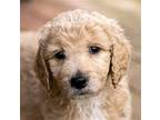 Puppy Kindhearted Kenny, Golden Retriever For Adoption In Franklin, Tennessee