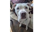 Valentino, American Pit Bull Terrier For Adoption In Norman, Oklahoma
