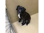 Winston #14354, Labrador Retriever For Adoption In Monroe, Georgia