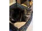 Holly, Tabby For Adoption In Toronto, Ontario