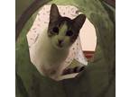 Zuzu's Petals, Domestic Shorthair For Adoption In Chicago, Illinois