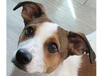 Buster, Jack Russell Terrier For Adoption In Elyria, Ohio