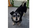 Skyler, Terrier (unknown Type, Small) For Adoption In Antelope, California