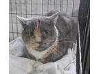 Kitty Front Declawed, Domestic Shorthair For Adoption In St. Louis, Missouri