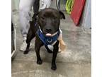 Rocky -1, Patterdale Terrier (fell Terrier) For Adoption In Columbus, Indiana