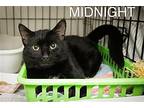 Midnight (fcid# 02/28/2024 - 43 Trainer), Domestic Shorthair For Adoption In