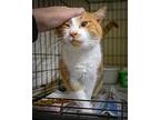 Creamsicle (fcid# 02/28/2024 - 27 Trainer), Domestic Shorthair For Adoption In