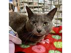 Specks, Russian Blue For Adoption In Knoxville, Tennessee