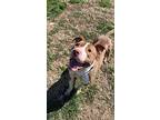 Baby Ruth, American Pit Bull Terrier For Adoption In Boonville, Missouri