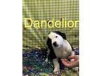 Dandelion, Labrador Retriever For Adoption In Middletown, Connecticut