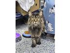 Stella, Maine Coon For Adoption In Mishawaka, Indiana