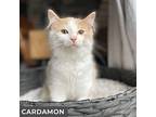 Cardamom, Domestic Mediumhair For Adoption In Toronto, Ontario