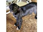 Mikey, Labrador Retriever For Adoption In Jackson, Tennessee