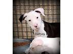 Cadbury, American Staffordshire Terrier For Adoption In Jackson, Tennessee