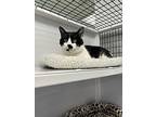 Halibut, Domestic Shorthair For Adoption In Raleigh, North Carolina