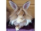Ginsberg (bonded To Ruth), Lionhead For Adoption In Williston, Florida