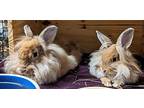 Ruth (bonded To Ginsberg), Lionhead For Adoption In Williston, Florida
