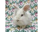 Alaska, Lionhead For Adoption In Williston, Florida