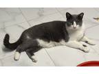 Tate, Domestic Shorthair For Adoption In Venice, Florida