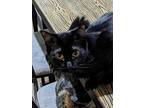 Mavis, Domestic Shorthair For Adoption In New York, New York