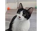 Draco, Domestic Shorthair For Adoption In Mendon, New York