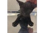 Kitten 24864 (twilight), Domestic Shorthair For Adoption In Parlier, California