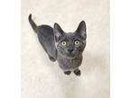 Kitten 25292 (hallie), Russian Blue For Adoption In Parlier, California