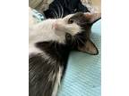 Ozzy, Domestic Shorthair For Adoption In Parlier, California