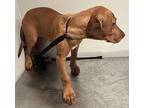 Penny*, American Pit Bull Terrier For Adoption In Pomona, California