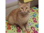 Trivia, Domestic Shorthair For Adoption In Marshfield, Wisconsin