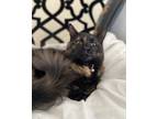 Claudia, Domestic Shorthair For Adoption In Fort Worth, Texas