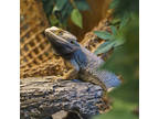 Koru, Iguana For Adoption In Ann Arbor, Michigan