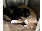 Tortitie, Domestic Shorthair For Adoption In Corvallis, Oregon