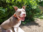 Dante, American Pit Bull Terrier For Adoption In Corvallis, Oregon