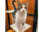 June, Domestic Shorthair For Adoption In Oxford, Mississippi