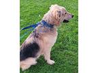 Six, Golden Retriever For Adoption In Bonita, California