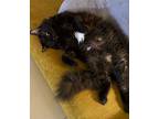 Onyx, Domestic Longhair For Adoption In Amissville, Virginia