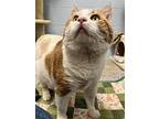 Wiggum, Domestic Shorthair For Adoption In Kamloops, British Columbia