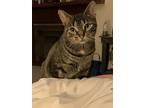 Zema, Domestic Shorthair For Adoption In York, Pennsylvania