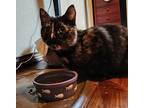 Poppy, American Shorthair For Adoption In Okemah, Oklahoma