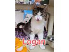 Logan, Domestic Shorthair For Adoption In Hamilton, New Jersey