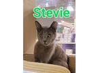 Stevie, Domestic Shorthair For Adoption In Hamilton, New Jersey
