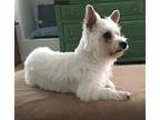 Sunshine In Az, Westie, West Highland White Terrier For Adoption In Ponte Vedra